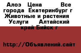 Алоэ › Цена ­ 150 - Все города, Екатеринбург г. Животные и растения » Услуги   . Алтайский край,Бийск г.